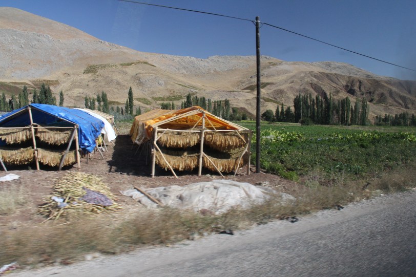 Tobacco leaves drying