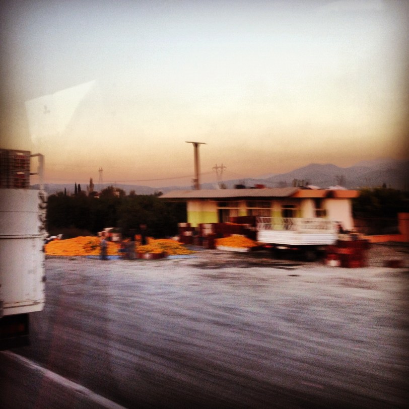Piles of citrus on the side of the highway