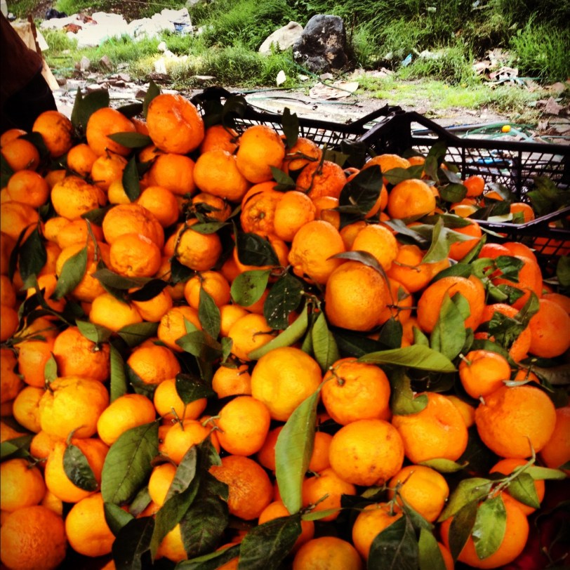 Citrus at local pazer (farmer's market)