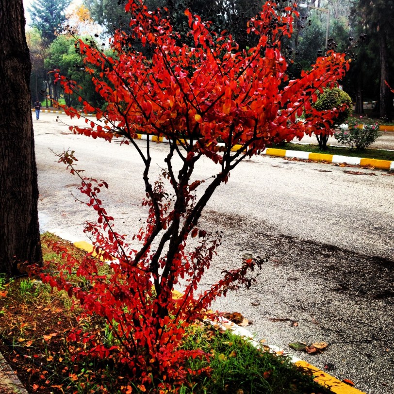 Fall has finally arrived! The leaves just began changing at the end of November.