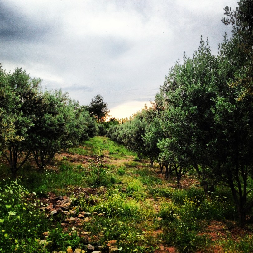 Olive and citrus groves all around