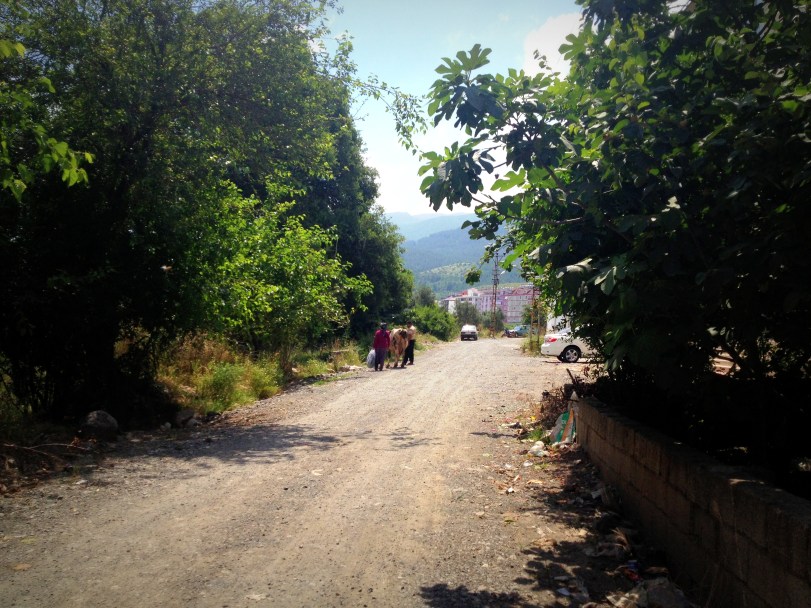 A street in my neighborhood