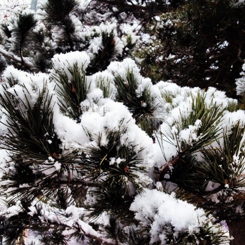 Snow covered branches