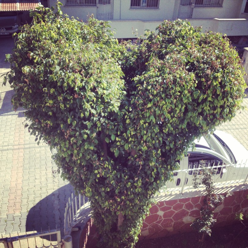 Their special heart-shaped bush