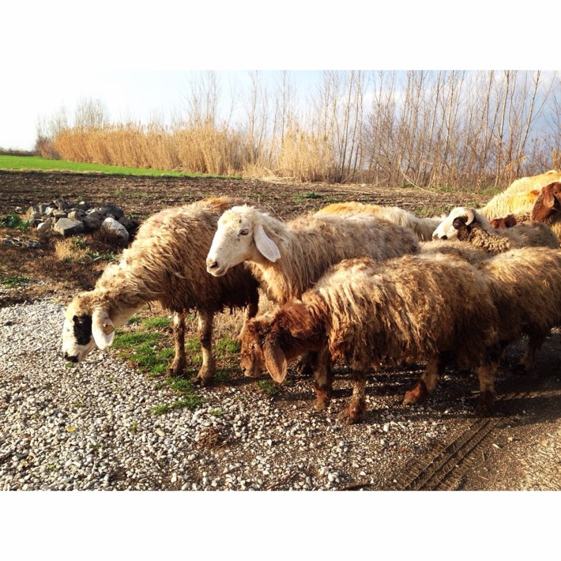 Thanks to the sheep of Turkey, who generally seem to lead a nice life, roaming about and feasting on nature. 